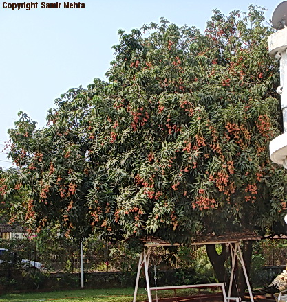 shahi litchi tree